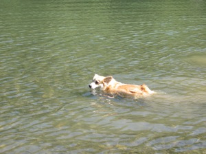 The Data Dog Swims In the Russian River