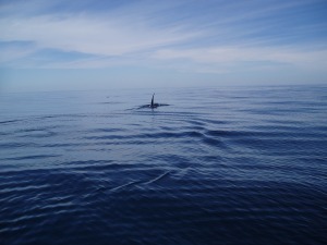 Killer Whale Baja California 